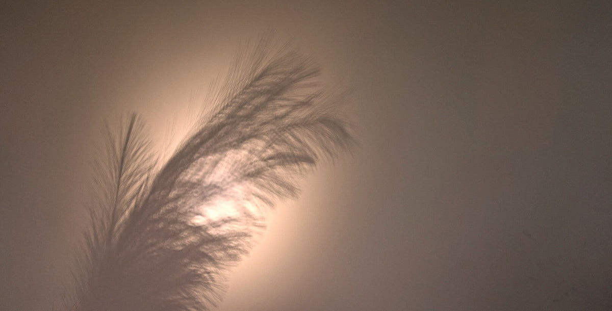 A silhouette of pampas grass or a feather-like plant branch against a warm glowing beige background.