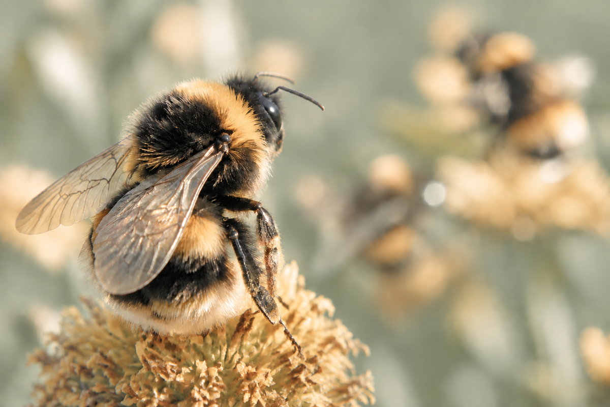 Bumblebee with black markings in brand colours